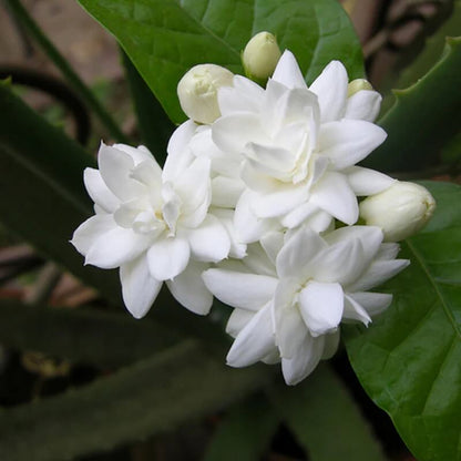 Jasmine Seeds 