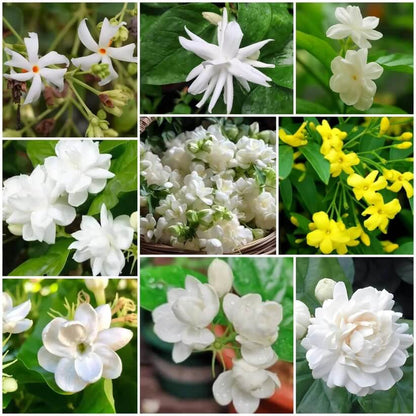 Jasmine Seeds 
