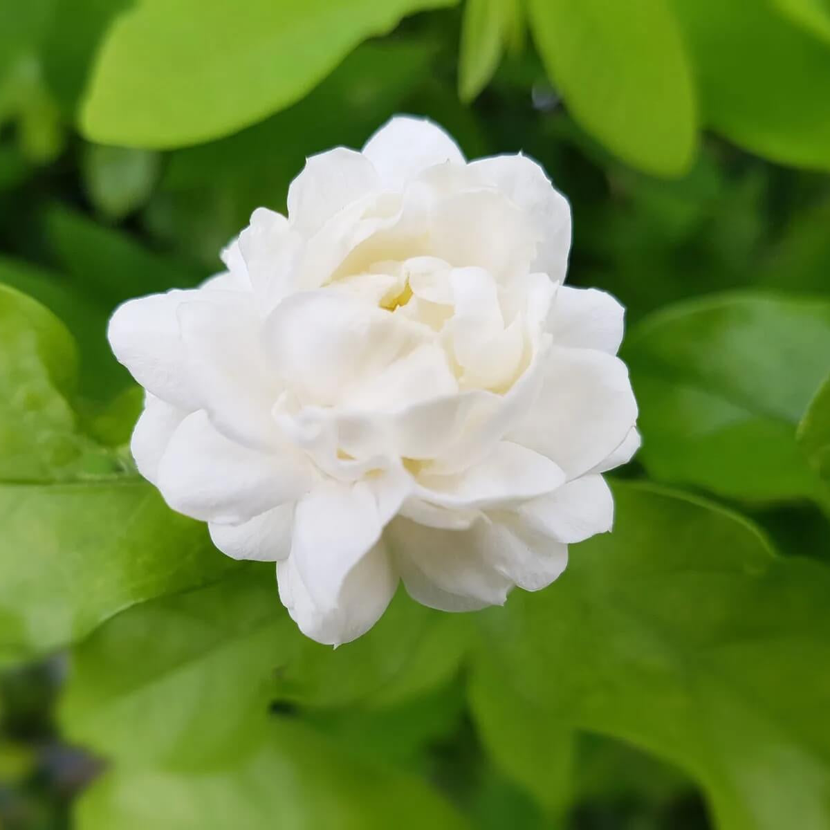 Jasmine Seeds 