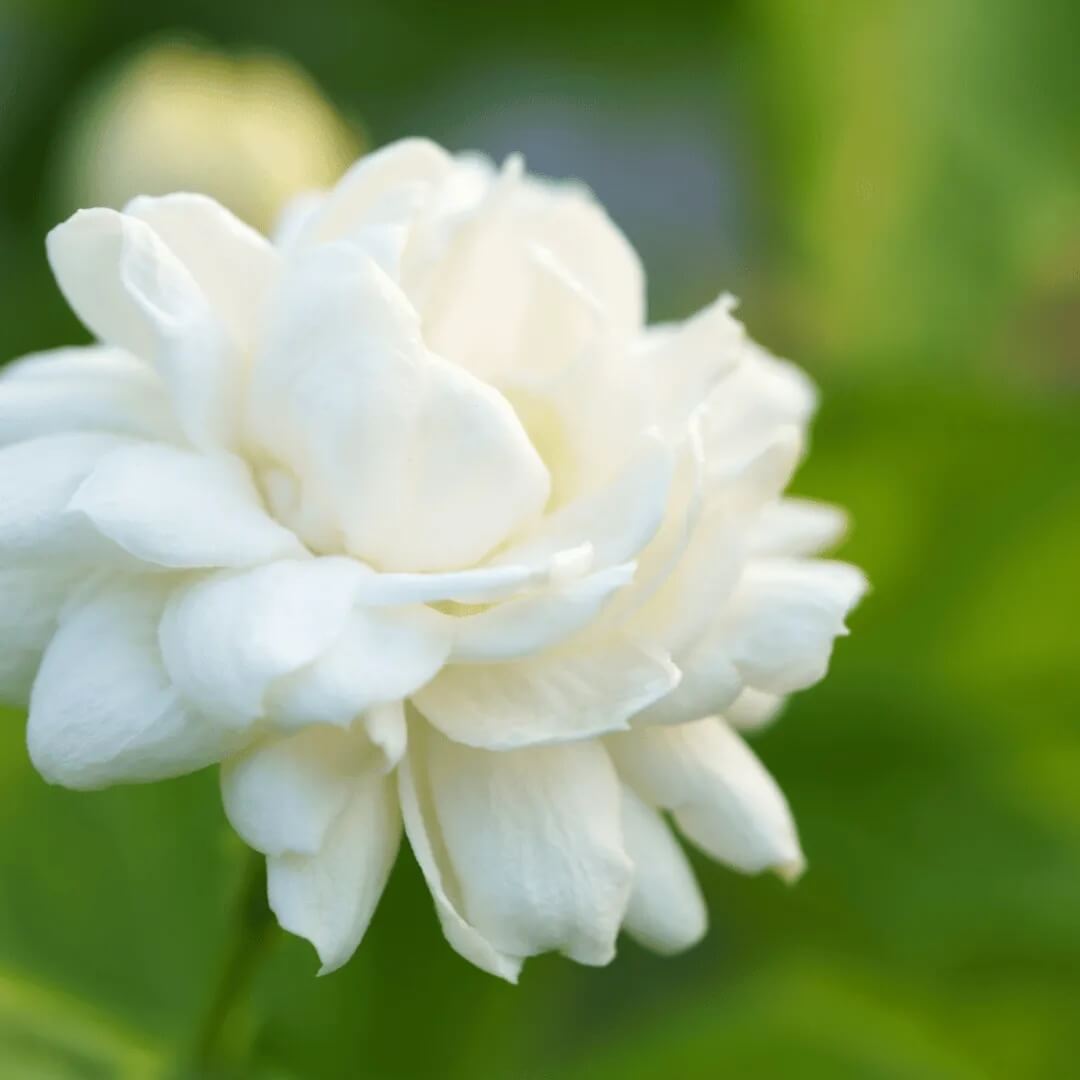 Jasmine Seeds 