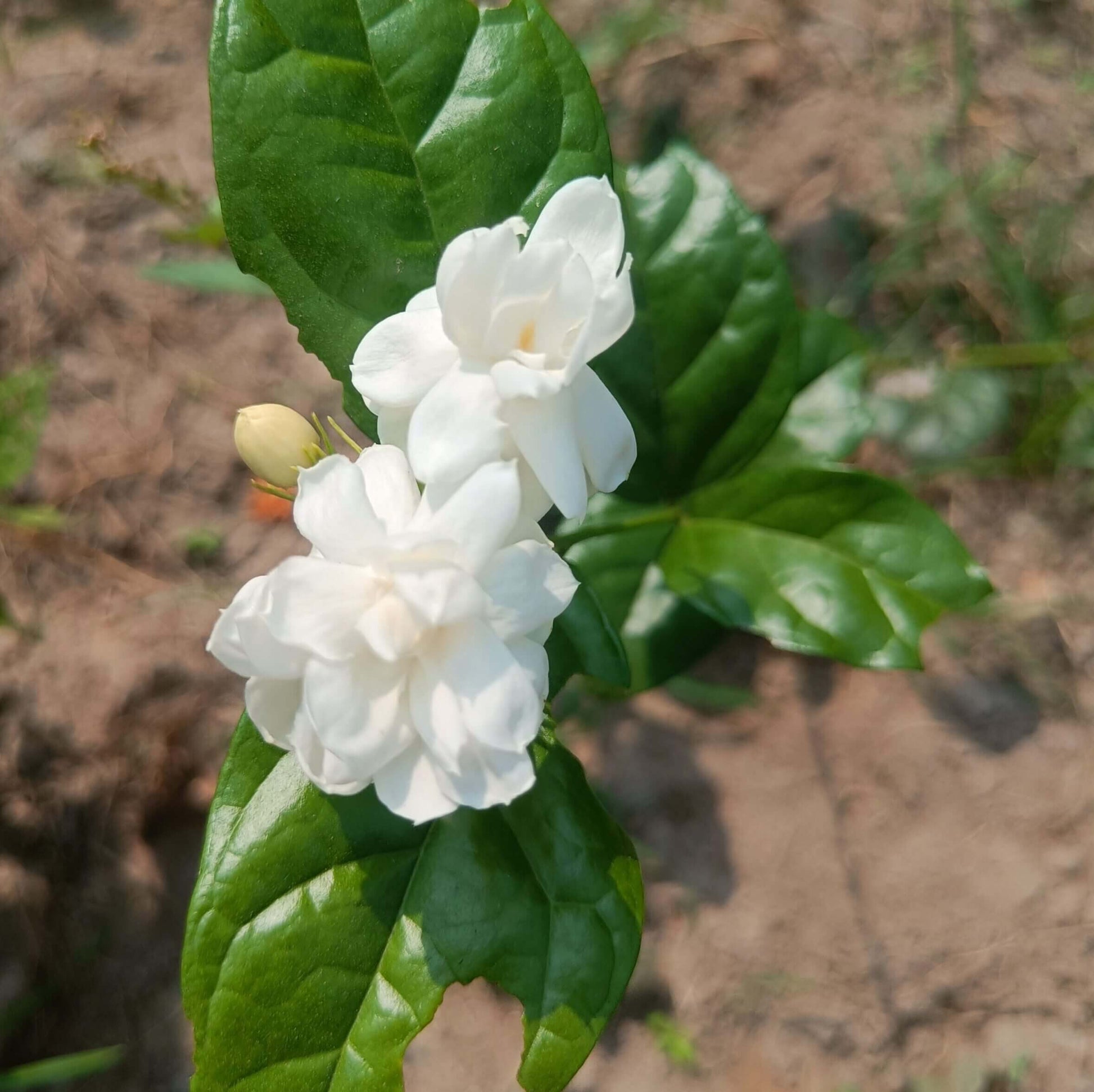 Jasmine Seeds 