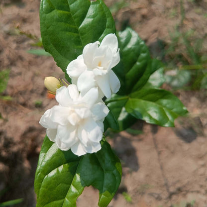 Jasmine Seeds 