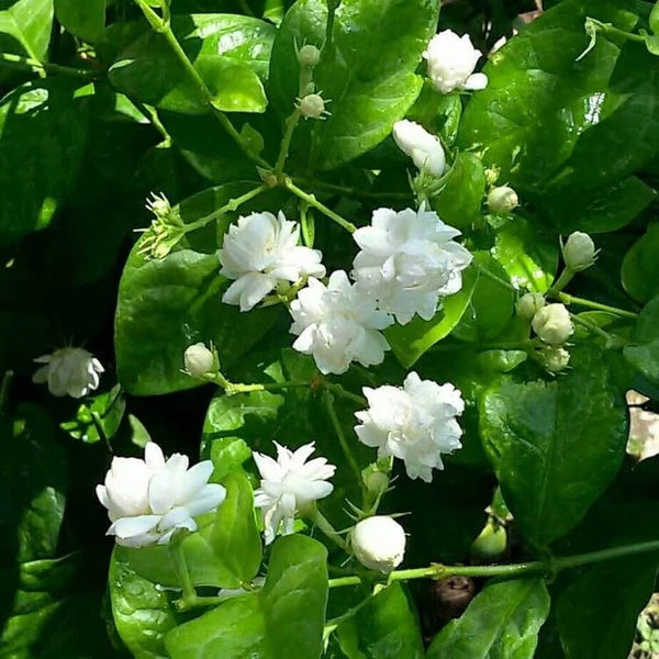 Jasmine Seeds for Planting