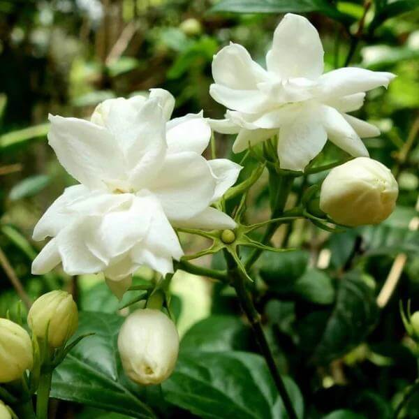 Jasmine Seeds for Sale - Heirloom Flower Plant for Home Gardens
