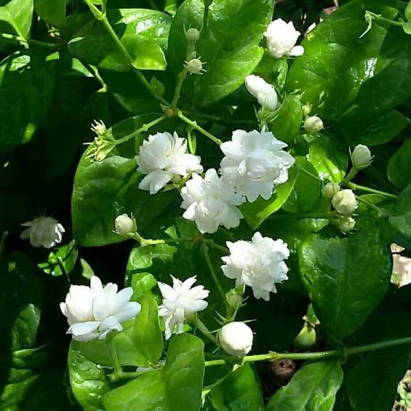 Jasmine Seeds for Sale - Heirloom Flower Plant for Home Gardens