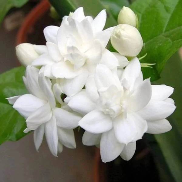 Jasmine Seeds for Sale - Heirloom Flower Plant for Home Gardens