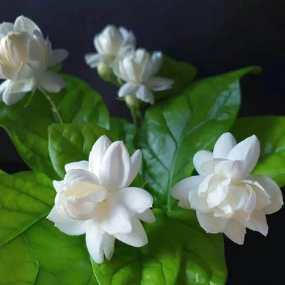 Jasmine Seeds for Sale - Heirloom Flower Plant for Home Gardens