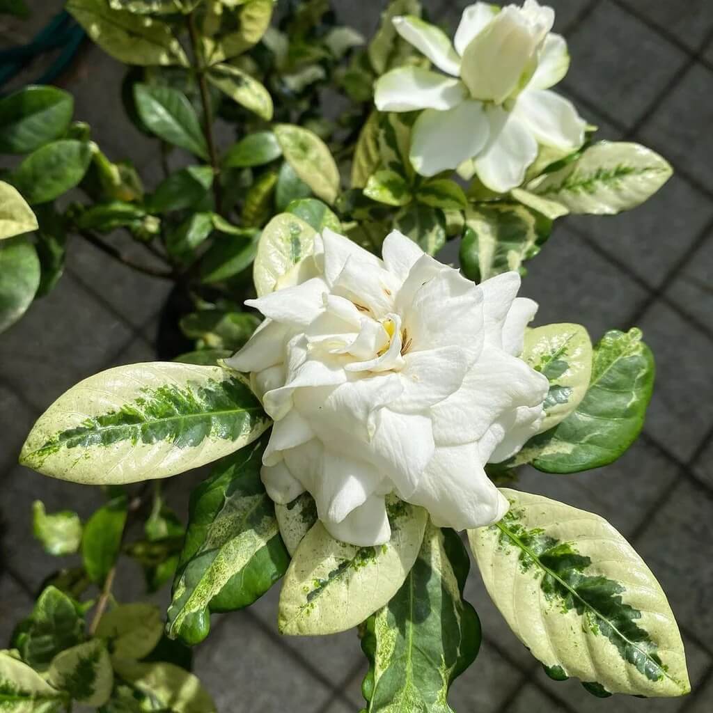 Jasminoides Gardenia Seeds 