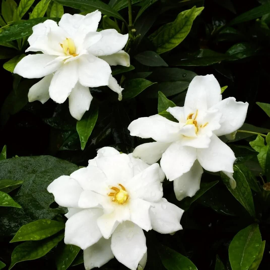 Jasminoides Gardenia Seeds 