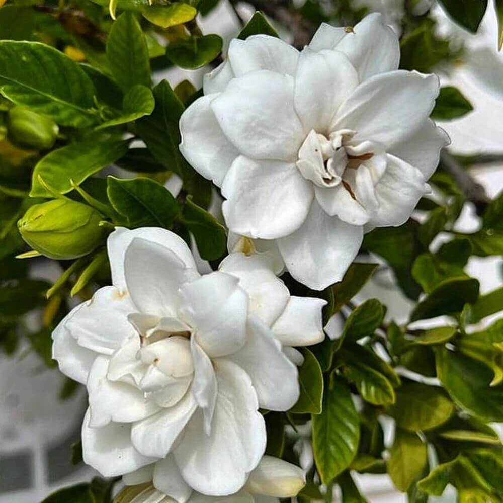 Jasminoides Gardenia Seeds 