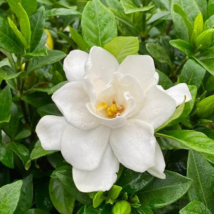 Jasminoides Gardenia Seeds 