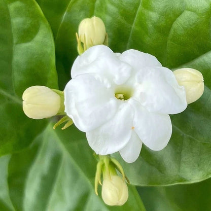 Jasminum Sambac Seeds - Flower Plant