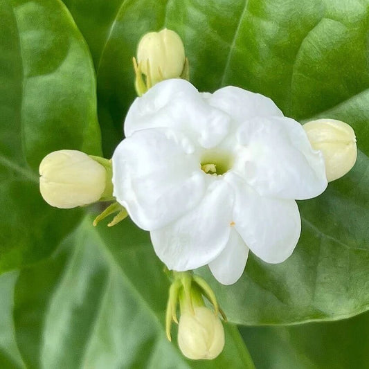 Jasminum Sambac Seeds - Flower Plant