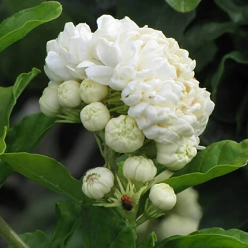 Jasminum Sambac Seeds - Flower Plant