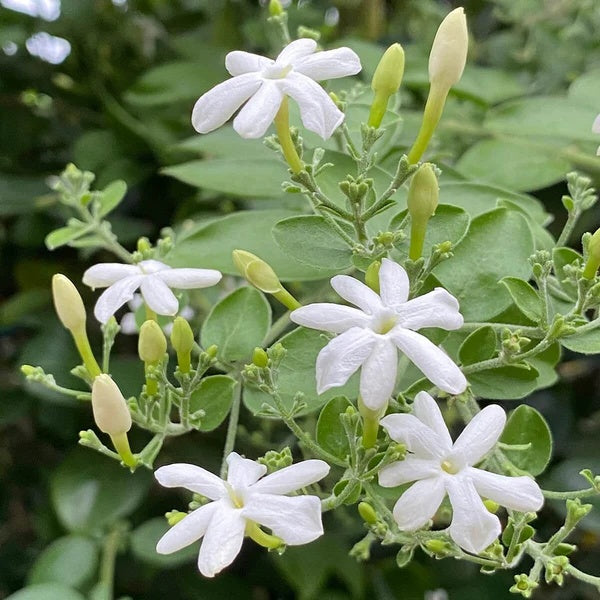 Jasminum Seeds 