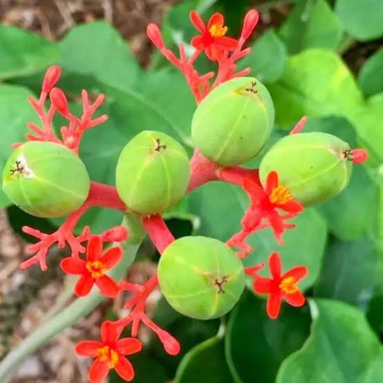 Jatropha Podagrica Seeds 
