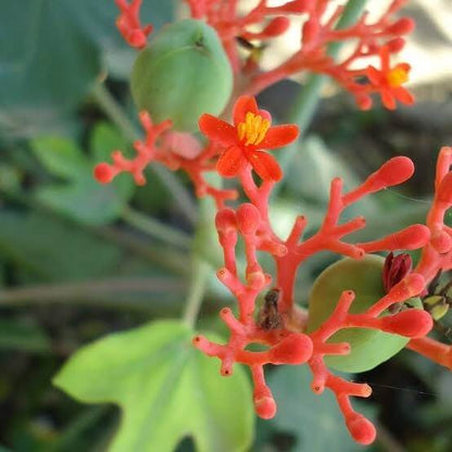 Jatropha Podagrica Seeds 