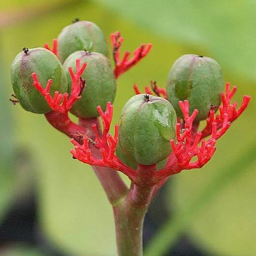 Jatropha Podagrica Seeds 