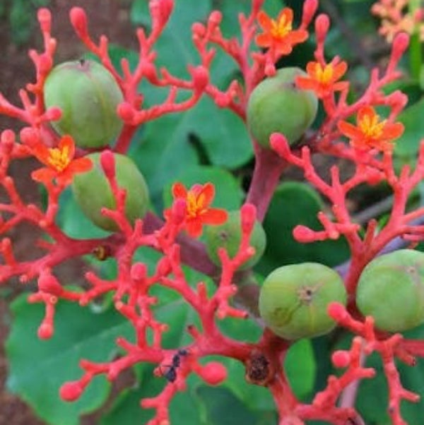 Jatropha Podagrica Seeds 