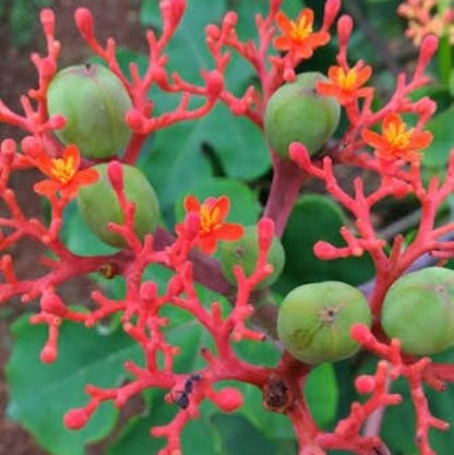 Jatropha Podagrica Seeds 