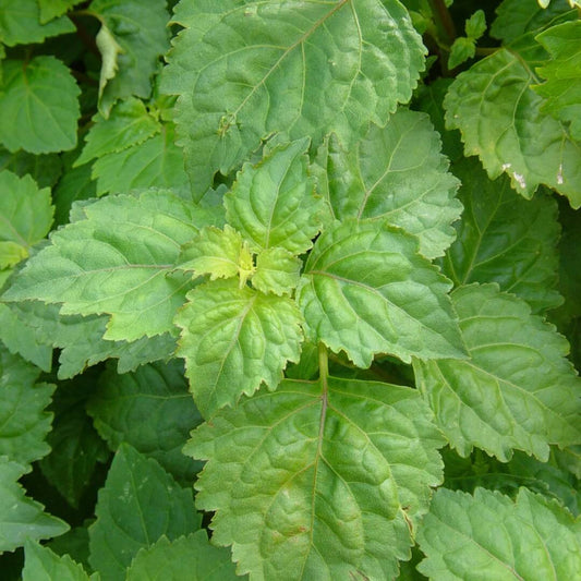 Java Indian Patchouli Seeds - Herbal Plant