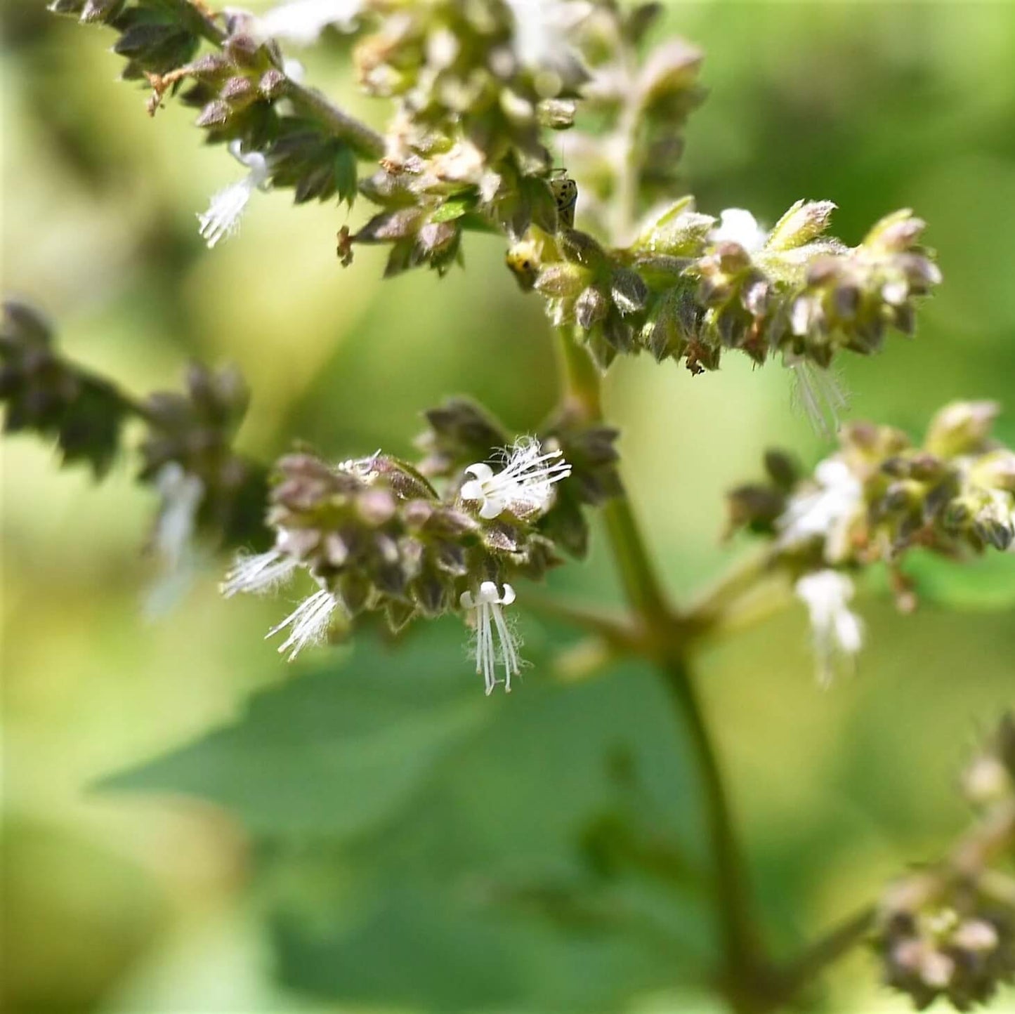 Java Indian Patchouli Seeds - Herbal Plant