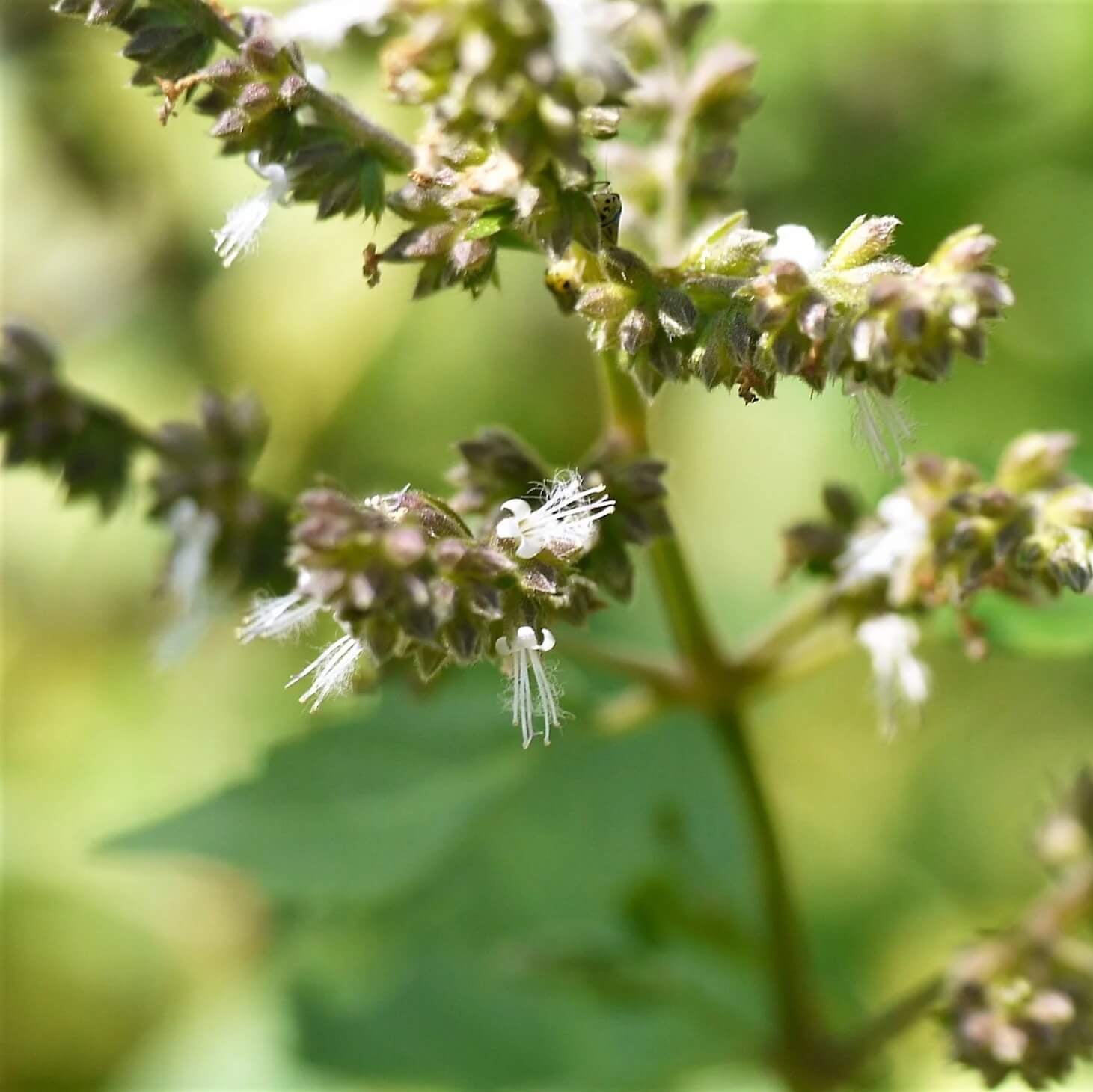 Java Indian Patchouli Seeds - Herbal Plant