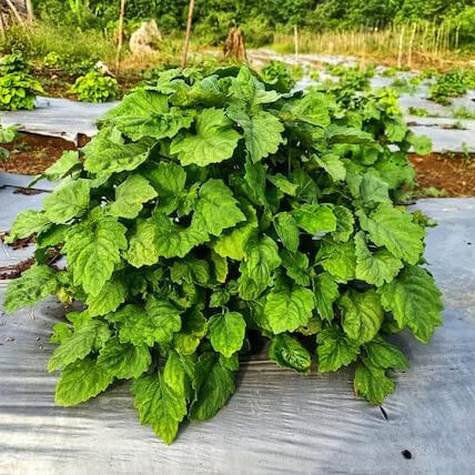 Java Indian Patchouli Seeds - Herbal Plant