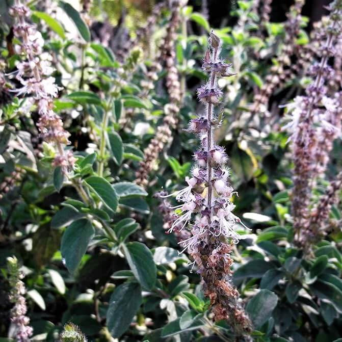 Java Indian Patchouli Seeds - Herbal Plant