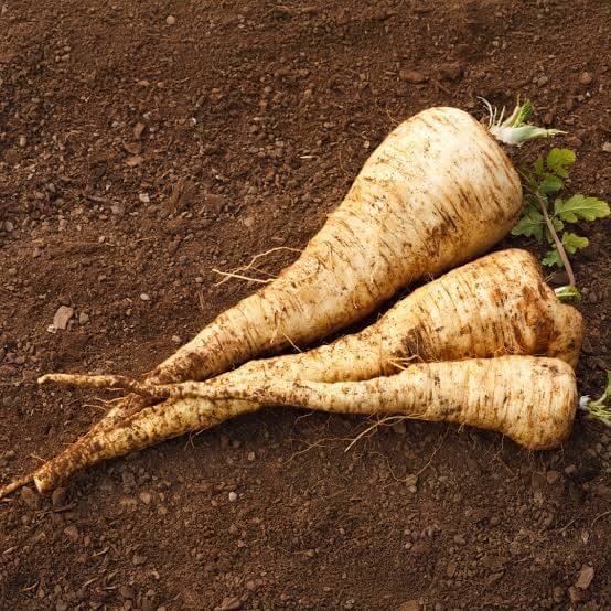 Javelin Parsnip Seeds 