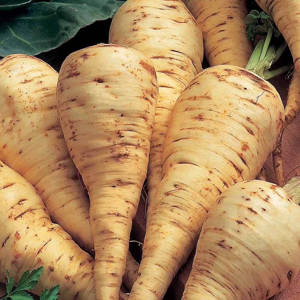 Javelin Parsnip Seeds 