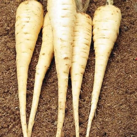 Javelin Parsnip Seeds 