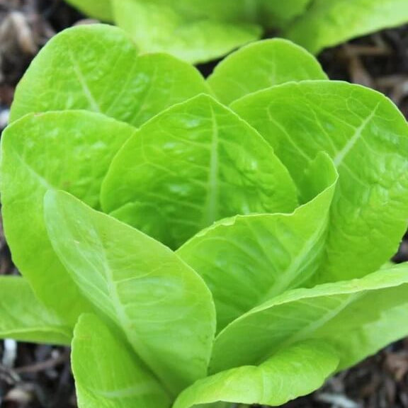 Jericho Lettuce Seeds