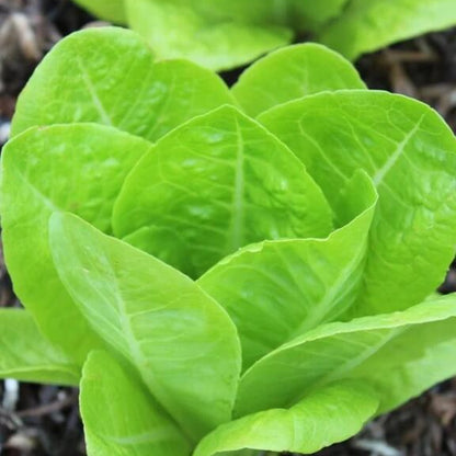Jericho Lettuce Seeds