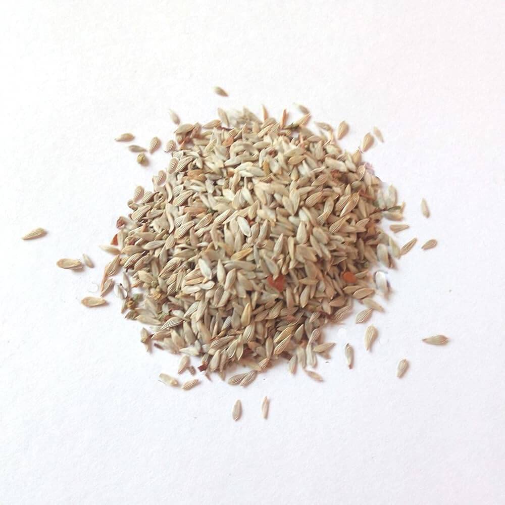 Jericho Lettuce Seeds