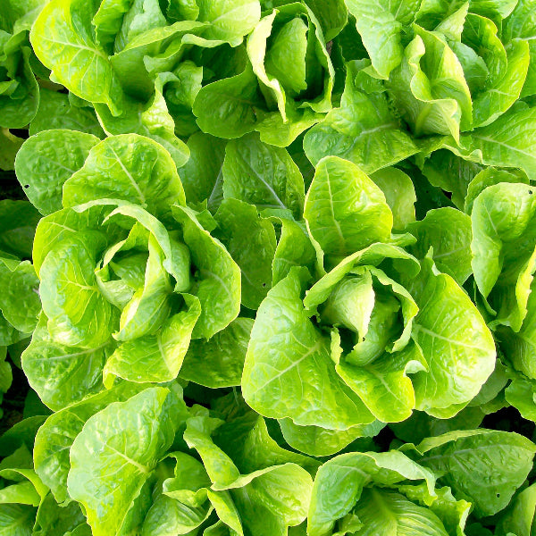 Jericho Lettuce Seeds
