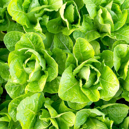 Jericho Lettuce Seeds