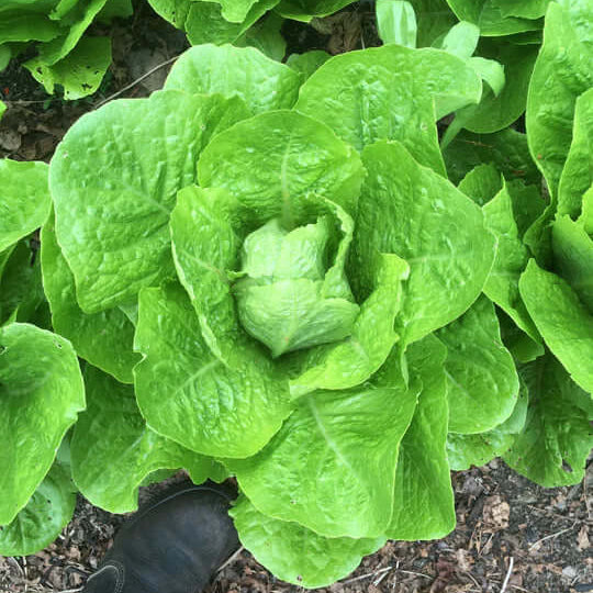 Jericho Lettuce Seeds