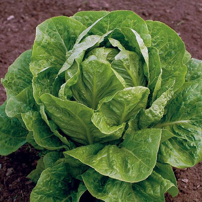 Jericho Lettuce Seeds