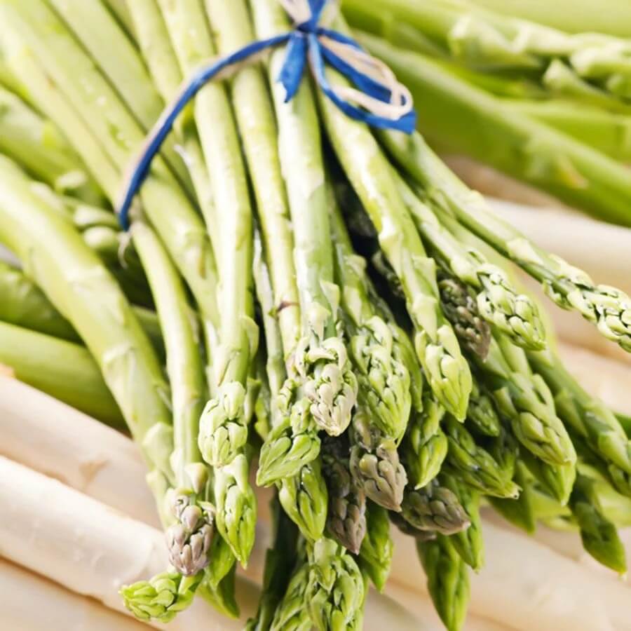 Jersey giant asparagus seeds - Vegetable Plant