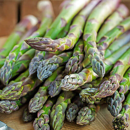 Jersey giant asparagus seeds - Vegetable Plant