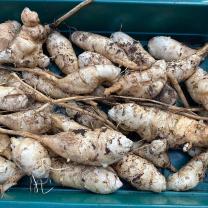 Jerusalem Artichoke Seeds
