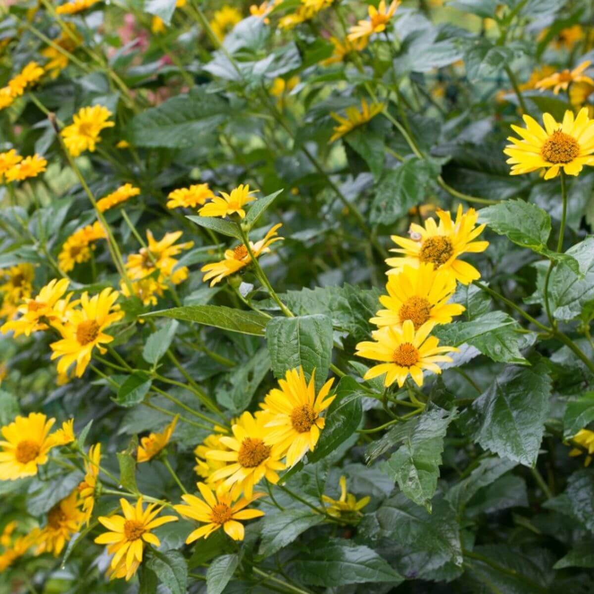 Jerusalem Artichoke Seeds
