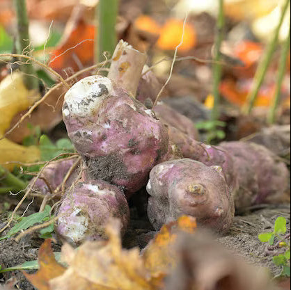 Jerusalem Artichoke Seeds