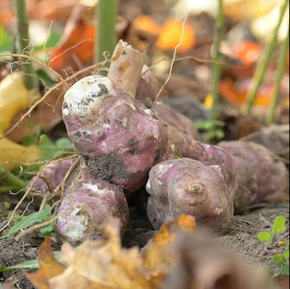 Jerusalem Artichoke Seeds