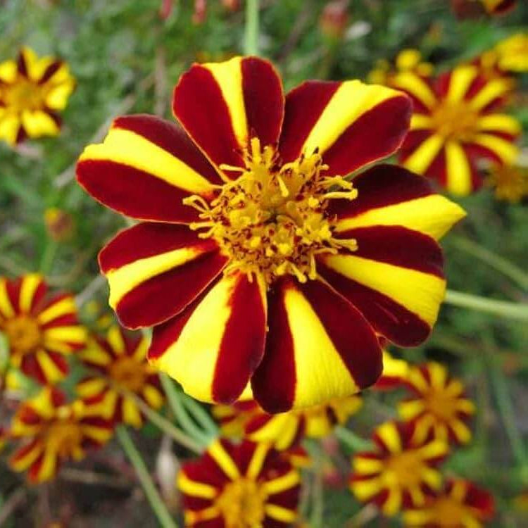 Jester Marigold Seeds - Heirloom Flower Plant for Home Gardens