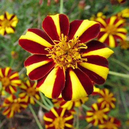 Jester Marigold Seeds - Heirloom Flower Plant for Home Gardens