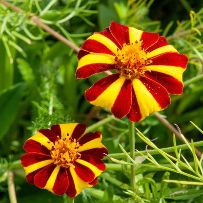 Jester Marigold Seeds - Heirloom Flower Plant for Home Gardens