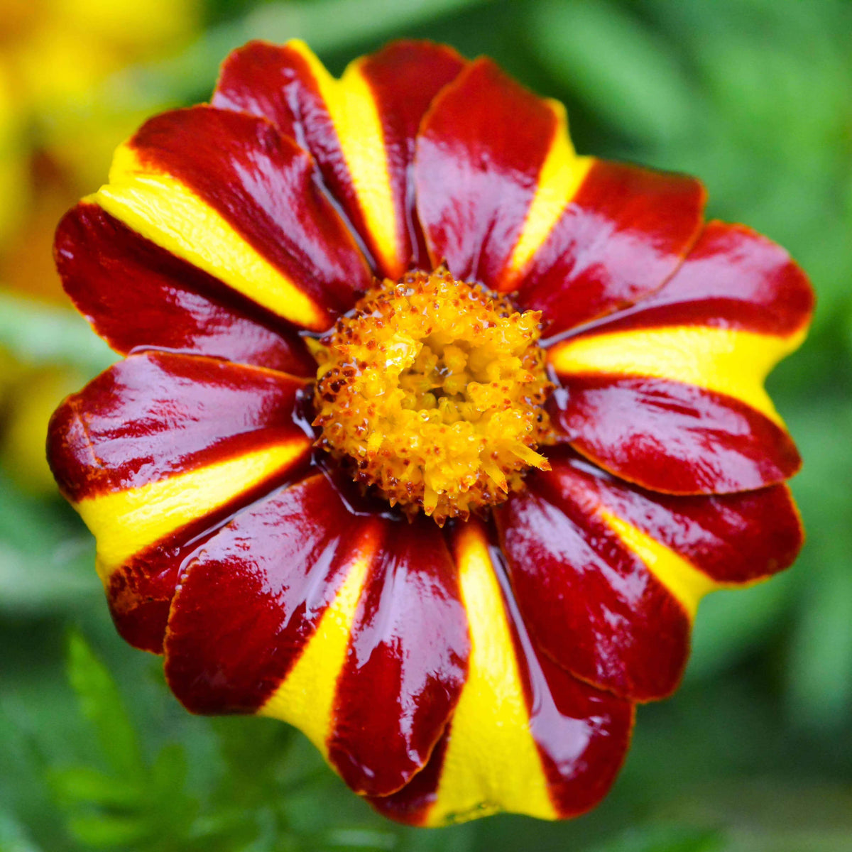 Jester Marigold Seeds - Heirloom Flower Plant for Home Gardens