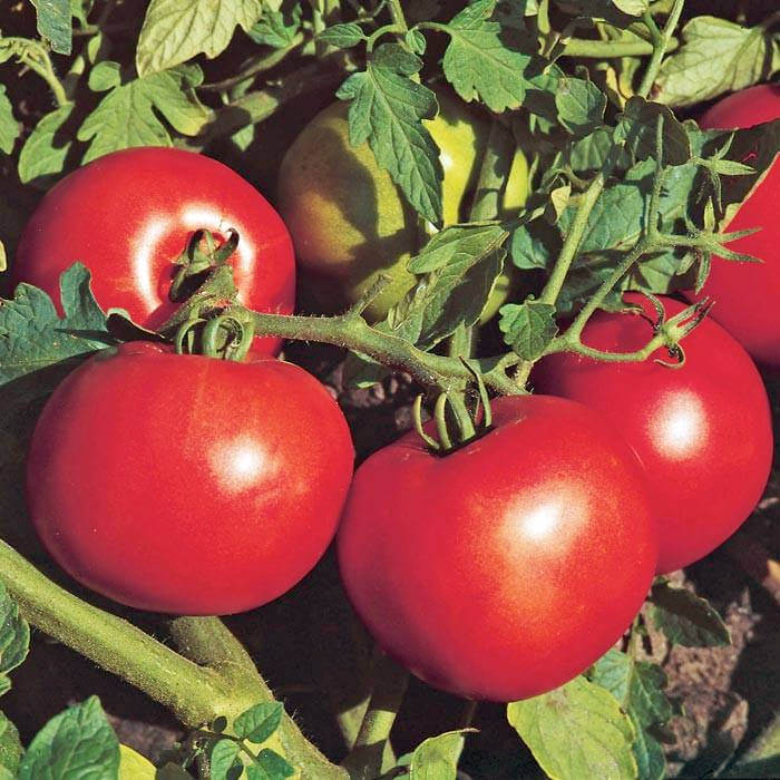 Jet Star Tomato Seeds - Vegetable Plant